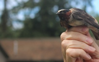 Swallow Rests on Human Hand