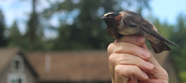Swallow Rests on Human Hand