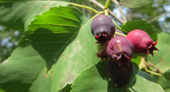 berries-3-WORDPRESS