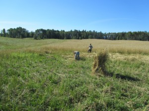 Grain-Harvest-Sundre-300x225
