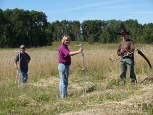 Rye-Harvest-Scythe-300x225
