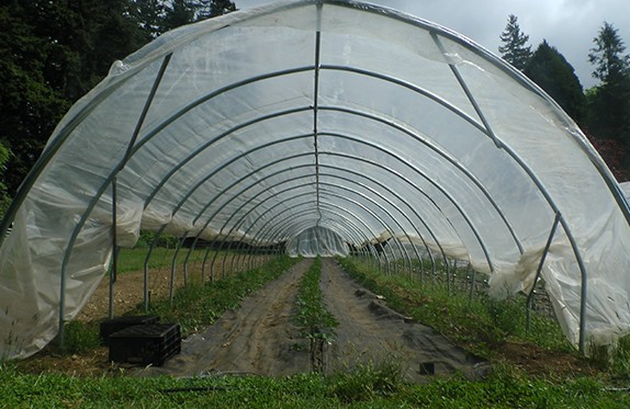 Poly-Tunnel-12