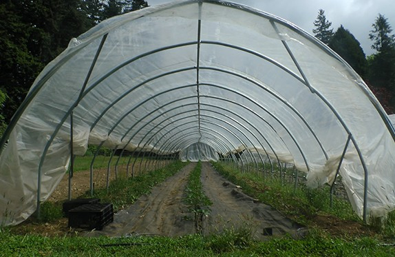Poly-Tunnel-12
