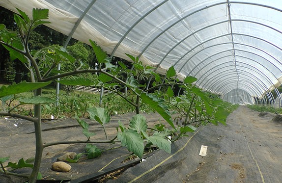 Poly-Tunnel-13