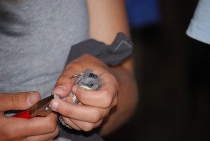 DSC_0077-300x201