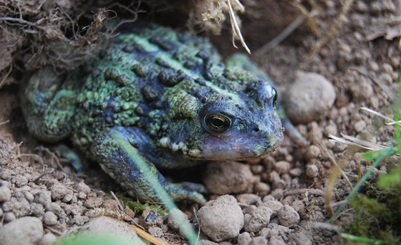 Post-feature-image-Western-Toad