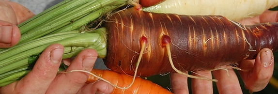 Post_max-width_in-post-Carrots