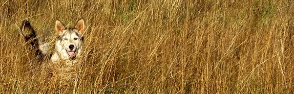 Post_max-width_in-post-Husky2