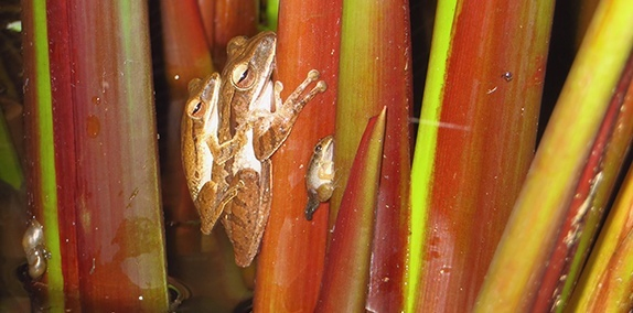 Günther's frog (Credit: Andrew Tay)