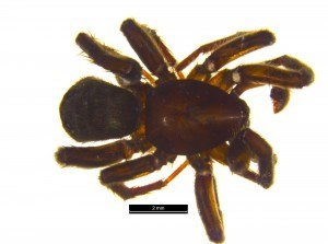 Gnaphosa snohomish male. Photo courtesy Darren Copley, RBCM.