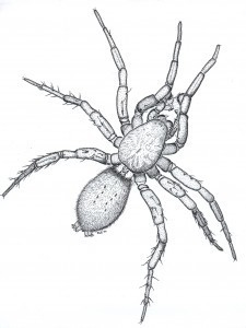 Gnaphosa snohomish. Drawing by Robb Bennett, used with permission.