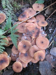 Honey mushroom at Brooksdale