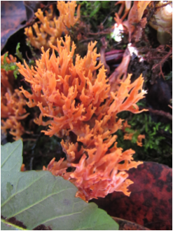 Ramaria stuntzii
