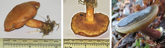 Chalciporus piperatus (Peppery bolete) showing underside Boletus zelleri (Zeller’s bolete)