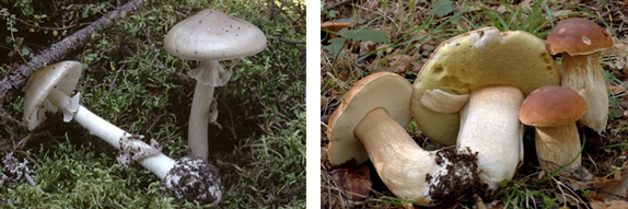 Fungi – the ‘good’ and the ‘bad’ - A Rocha