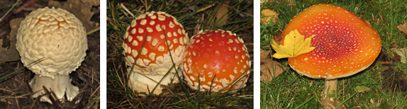 Development of Amanita muscaria (Fly Amanita)