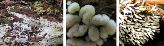 Ceratiomyxa fruticulosa (Coral or witer-fingered slime mold)
