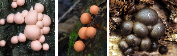Lycogala