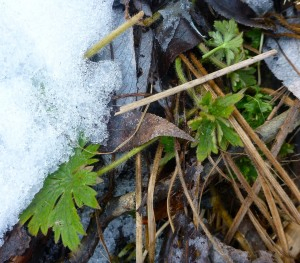 P1380621-e1457472079333-300x263