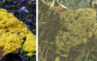 Dog Vomit Slime Mold