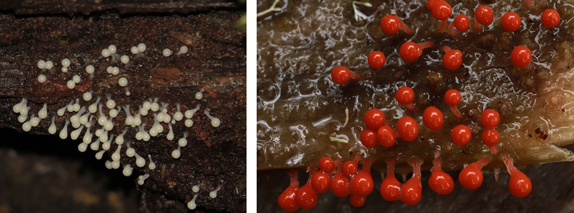 Developing plasmodium (left); Identifiable plasmodium (right)