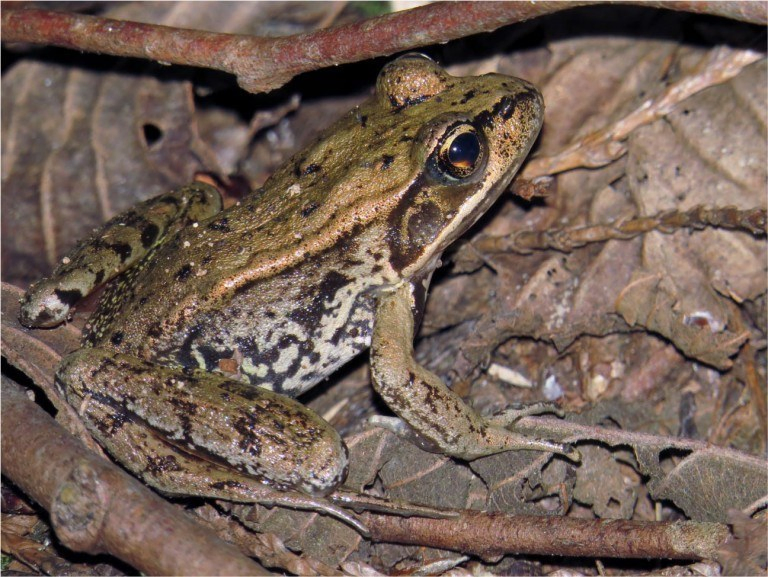 Photo Credit: Corey Bunnell