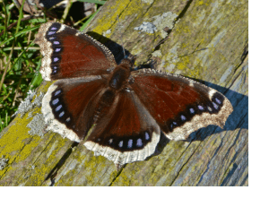 Moth2-300x231