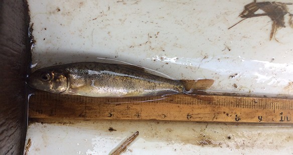 Post-feature-image-Salish-Sucker2