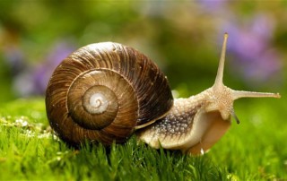 Snail