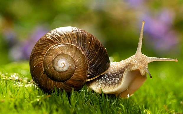 Snail