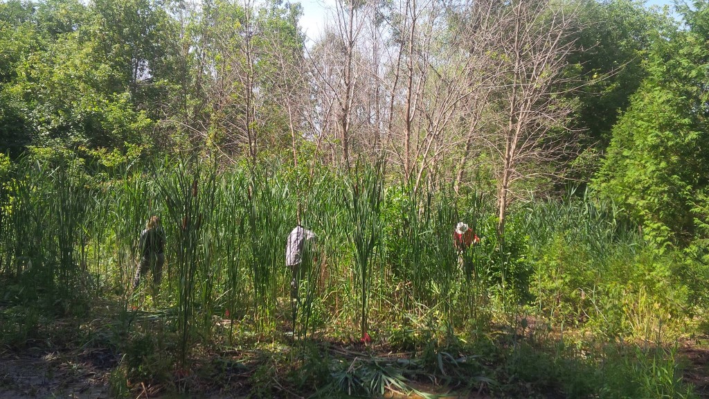 "Wow! Look at all the cattails!"