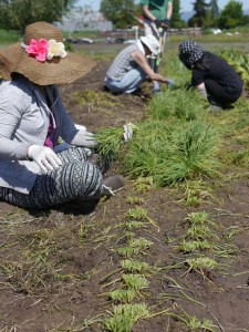 Volunteers in Garden