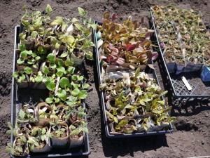 Seedlings