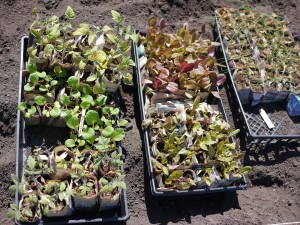 Seedlings