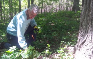 Habitat Restoration in King Township, Ontario