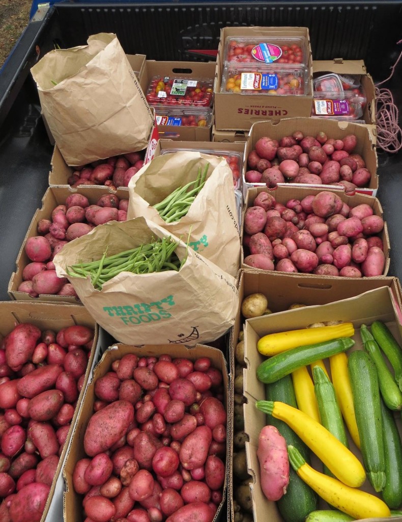 SCFBG 2014 Potato donation Aug 500 lbs total
