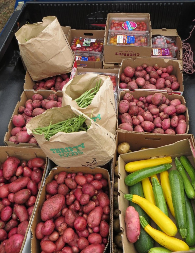 SCFBG 2014 Potato donation Aug 500 lbs total