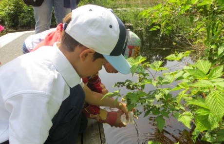 Kids Pond Dipping
