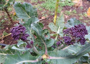 Brassica
