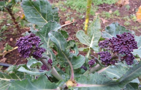 Brassica