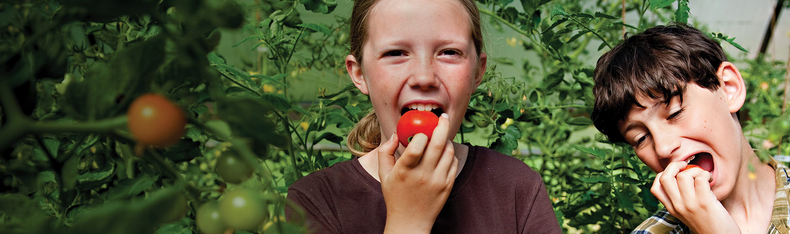 Kids in Polytunnel eat Tomatoes