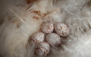 Barn swallow eggs at Brooksdale.