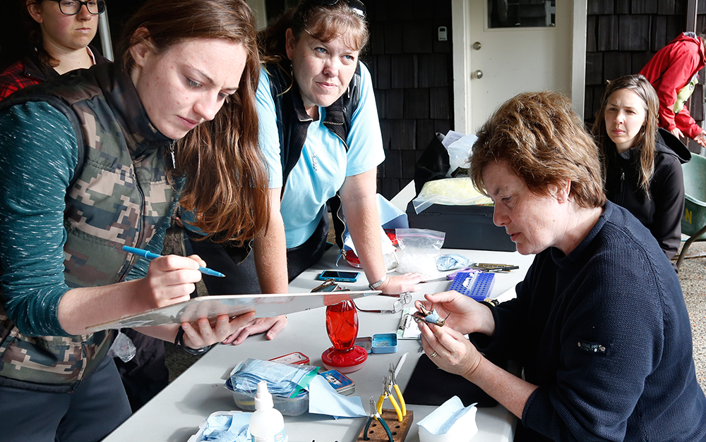 Hummingbird banding at Brooksdale Environmental Centre.