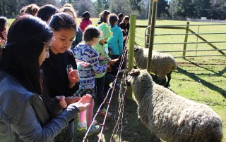 Kids and Sheep