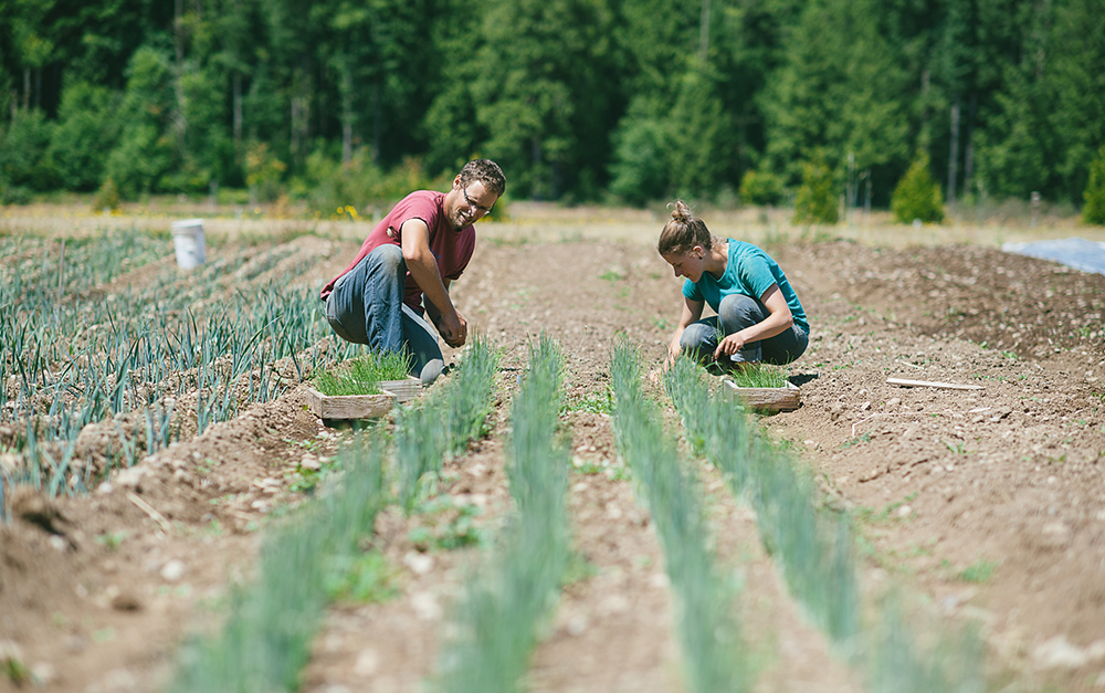 Farmer Paul and Agriculture Intern Planting Onions