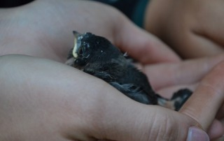 Swallow In Hand
