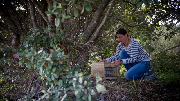 Woman Protects New Zealand Seabird