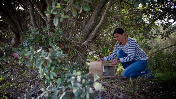1473822222623 Woman Protects New Zealand Seabird