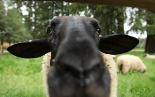 Sheep Face Close-Up