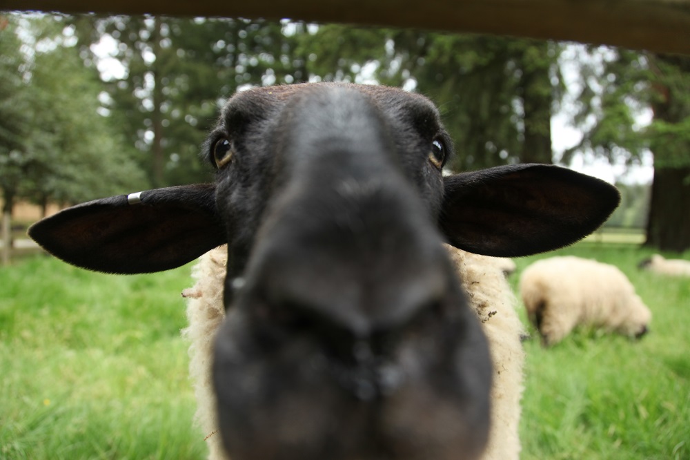 Sheep Face Close-Up